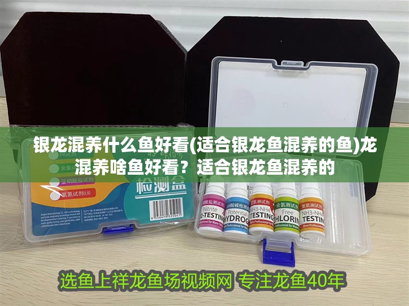 銀龍混養(yǎng)什么魚好看(適合銀龍魚混養(yǎng)的魚)龍混養(yǎng)啥魚好看？適合銀龍魚混養(yǎng)的