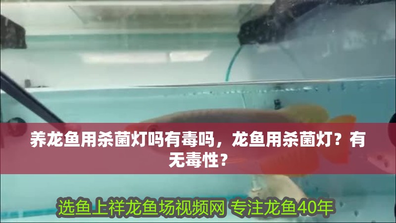 養(yǎng)龍魚用殺菌燈嗎有毒嗎，龍魚用殺菌燈？有無毒性？