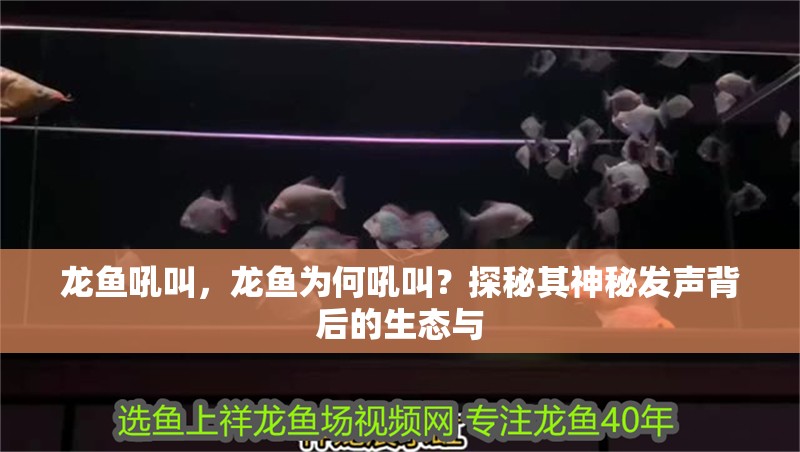 龍魚吼叫，龍魚為何吼叫？探秘其神秘發(fā)聲背后的生態(tài)與