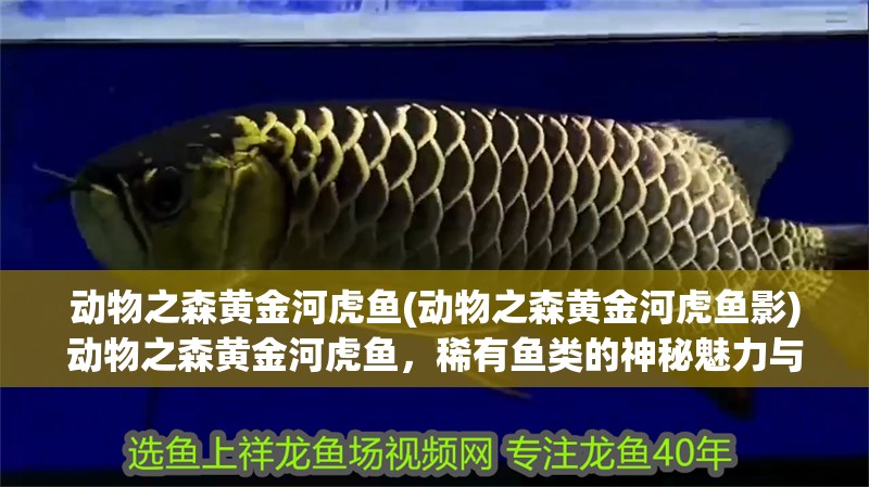 動物之森黃金河虎魚(動物之森黃金河虎魚影)動物之森黃金河虎魚，稀有魚類的神秘魅力與 動物之森黃金河虎魚(動物之森黃金河虎魚影)動物之森黃金河虎魚，稀有魚類的神秘魅力與 虎魚百科