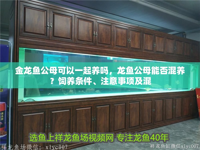 金龍魚公母可以一起養嗎，龍魚公母能否混養？飼養條件、注意事項及混