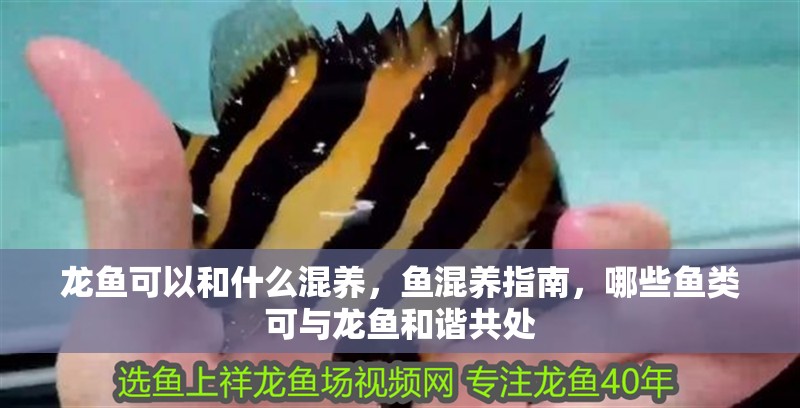龍魚可以和什么混養(yǎng)，魚混養(yǎng)指南，哪些魚類可與龍魚和諧共處