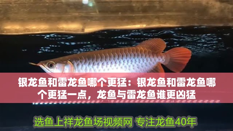 銀龍魚和雷龍魚哪個更猛：銀龍魚和雷龍魚哪個更猛一點，龍魚與雷龍魚誰更兇猛 銀龍魚和雷龍魚哪個更猛：銀龍魚和雷龍魚哪個更猛一點，龍魚與雷龍魚誰更兇猛 水族問答