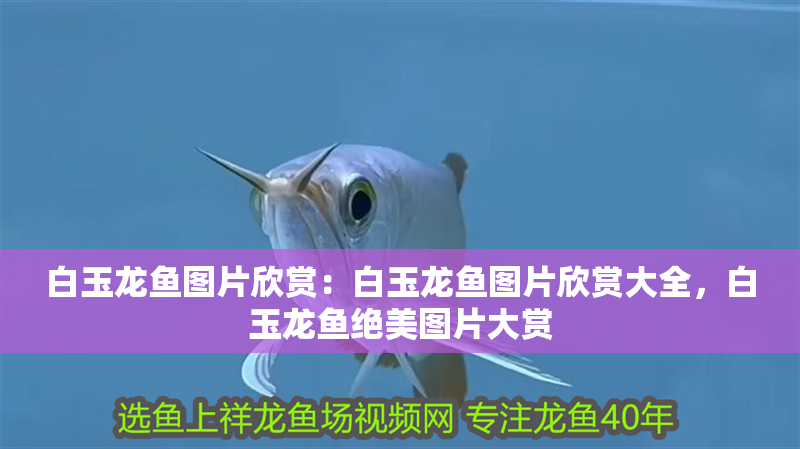 白玉龍魚圖片欣賞：白玉龍魚圖片欣賞大全，白玉龍魚絕美圖片大賞