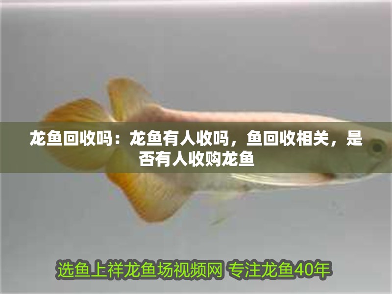 龍魚回收嗎：龍魚有人收嗎，魚回收相關(guān)，是否有人收購龍魚