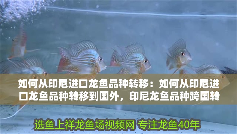 如何從印尼進口龍魚品種轉移：如何從印尼進口龍魚品種轉移到國外，印尼龍魚品種跨國轉移進口攻略