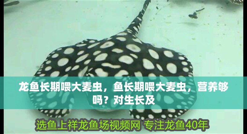 龍魚長期喂大麥蟲，魚長期喂大麥蟲，營養夠嗎？對生長及