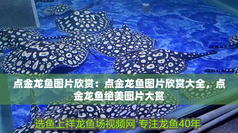 點金龍魚圖片欣賞：點金龍魚圖片欣賞大全，點金龍魚絕美圖片大賞