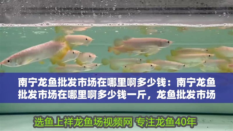 南寧龍魚批發市場在哪里啊多少錢：南寧龍魚批發市場在哪里啊多少錢一斤，龍魚批發市場位置及
