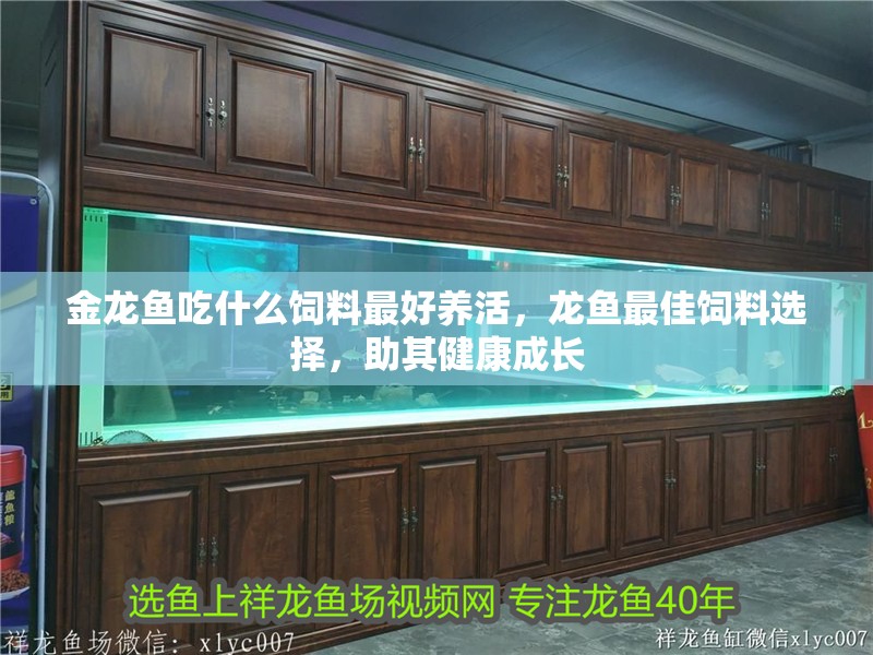 金龍魚吃什么飼料最好養活，龍魚最佳飼料選擇，助其健康成長