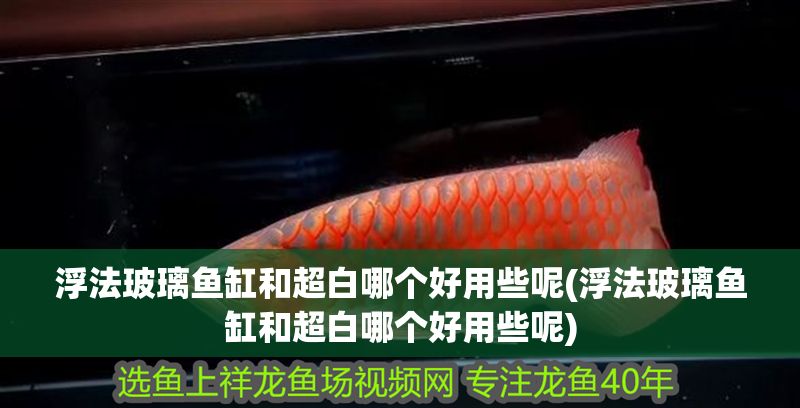 浮法玻璃魚缸和超白哪個好用些呢(浮法玻璃魚缸和超白哪個好用些呢) 浮法玻璃魚缸和超白哪個好用些呢(浮法玻璃魚缸和超白哪個好用些呢) 黃金貓魚百科 第1張