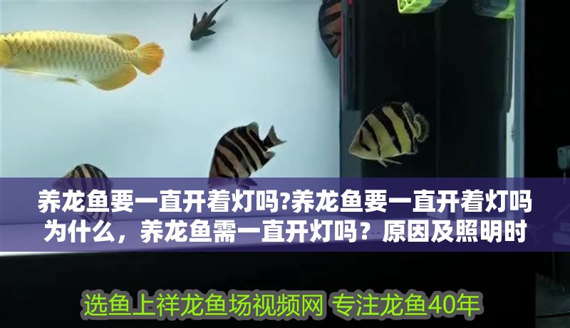 養龍魚要一直開著燈嗎?養龍魚要一直開著燈嗎為什么，養龍魚需一直開燈嗎？原因及照明時長解析