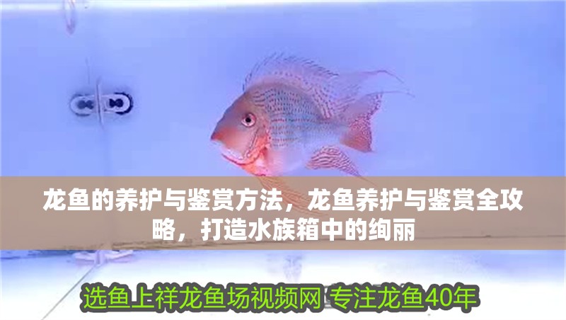 龍魚的養護與鑒賞方法，龍魚養護與鑒賞全攻略，打造水族箱中的絢麗