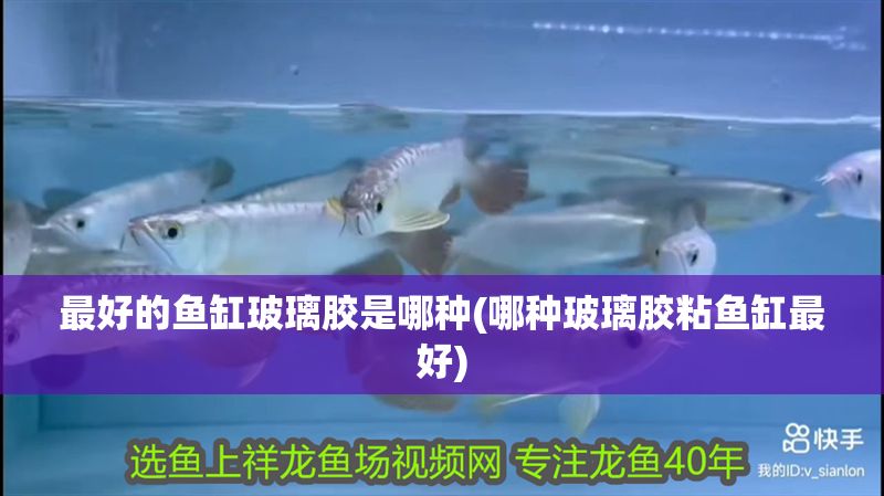 最好的魚缸玻璃膠是哪種(哪種玻璃膠粘魚缸最好)