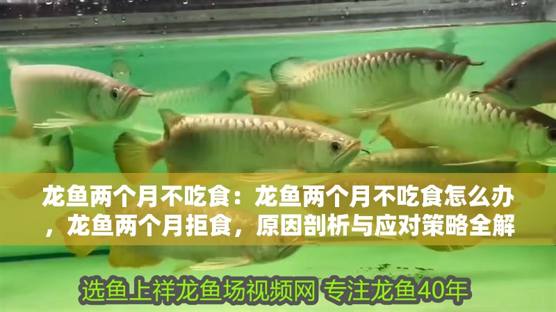 龍魚兩個月不吃食：龍魚兩個月不吃食怎么辦，龍魚兩個月拒食，原因剖析與應(yīng)對策略全解析