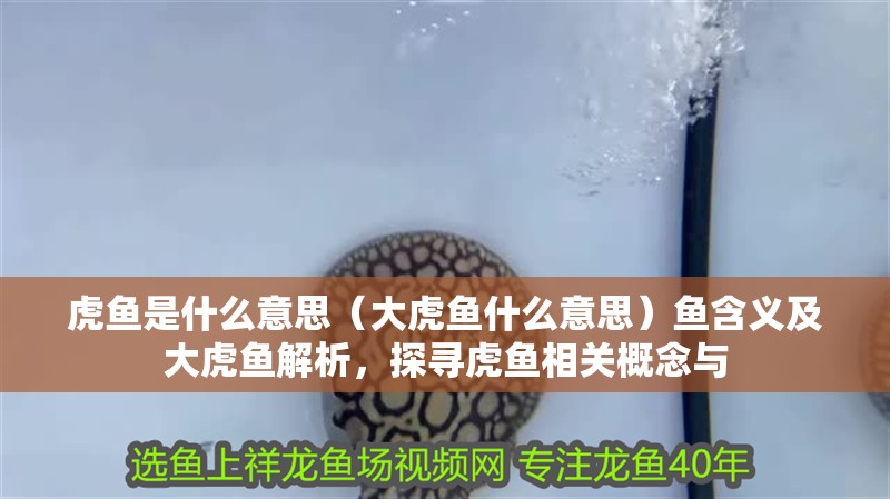 虎魚是什么意思（大虎魚什么意思）魚含義及大虎魚解析，探尋虎魚相關(guān)概念與 虎魚是什么意思（大虎魚什么意思）魚含義及大虎魚解析，探尋虎魚相關(guān)概念與 虎魚百科
