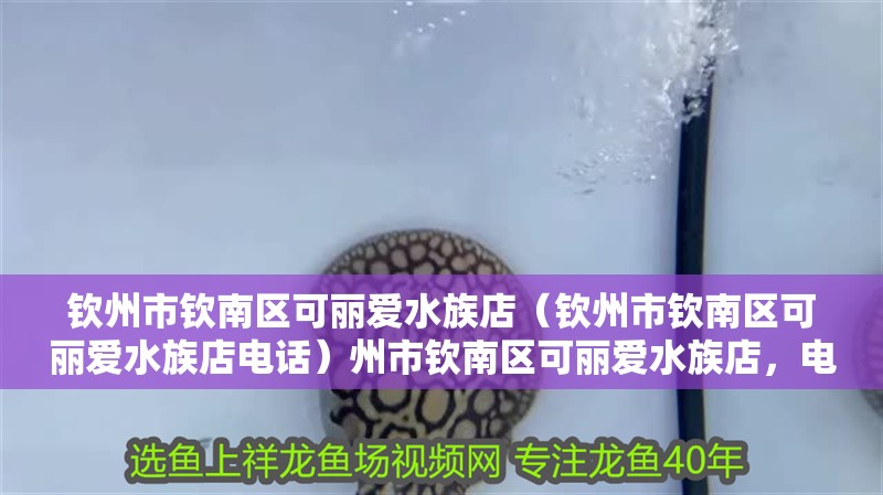 欽州市欽南區可麗愛水族店（欽州市欽南區可麗愛水族店電話）州市欽南區可麗愛水族店，電話及店鋪