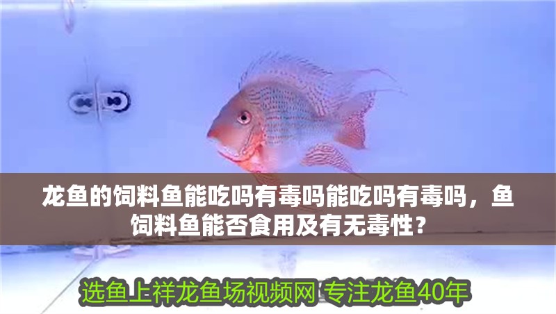 龍魚的飼料魚能吃嗎有毒嗎能吃嗎有毒嗎，魚飼料魚能否食用及有無毒性？