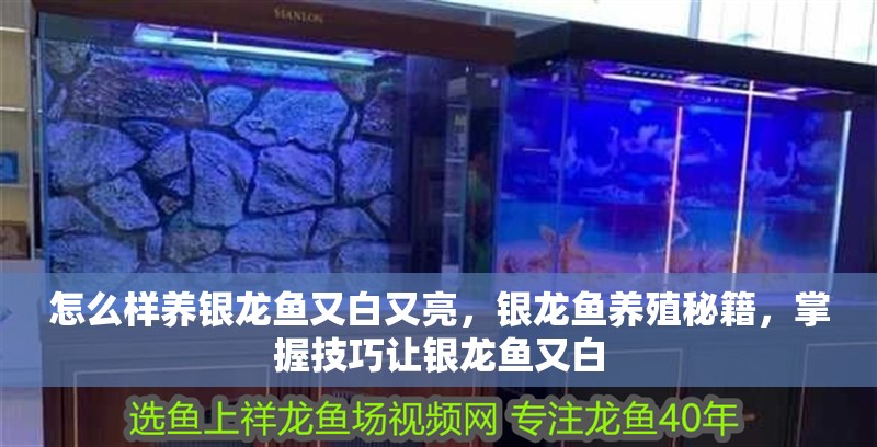 怎么樣養銀龍魚又白又亮，銀龍魚養殖秘籍，掌握技巧讓銀龍魚又白