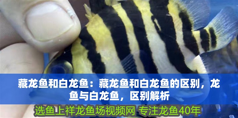 藏龍魚和白龍魚:藏龍魚和白龍魚的區別,龍魚與白龍魚,區別解析 水族問答 藏龍魚和白龍魚:藏龍魚和白龍魚的區別,龍魚與白龍魚,區別解析 藏龍魚和白龍魚:藏龍魚和白龍魚的區別,龍魚與白龍魚,區別解析 水族問答