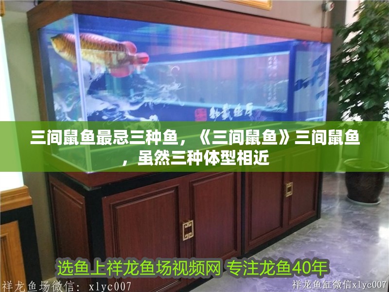 三間鼠魚最忌三種魚，《三間鼠魚》三間鼠魚，雖然三種體型相近