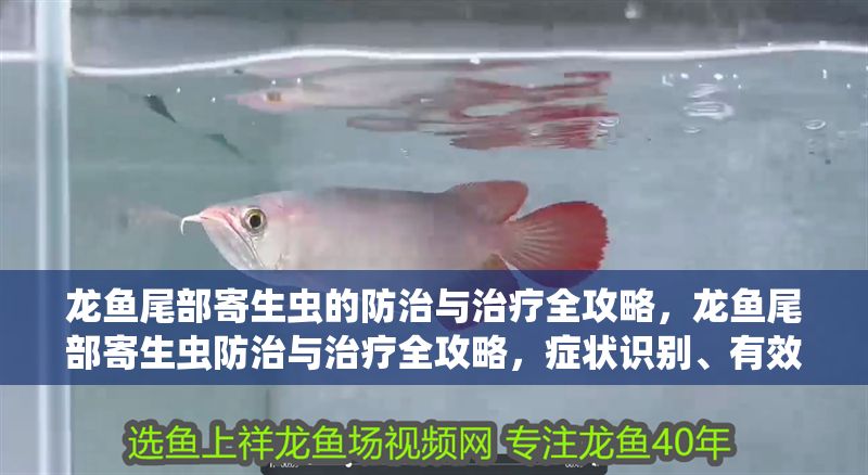 龍魚尾部寄生蟲的防治與治療全攻略，龍魚尾部寄生蟲防治與治療全攻略，癥狀識別、有效處理及預防措施