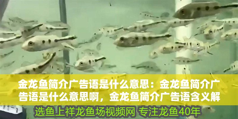 金龍魚簡介廣告語是什么意思：金龍魚簡介廣告語是什么意思啊，金龍魚簡介廣告語含義解析
