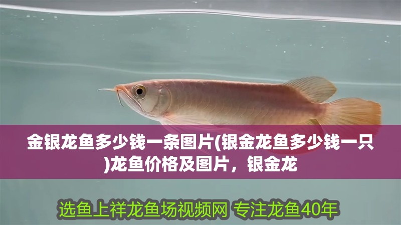 金銀龍魚(yú)多少錢一條圖片(銀金龍魚(yú)多少錢一只)龍魚(yú)價(jià)格及圖片，銀金龍
