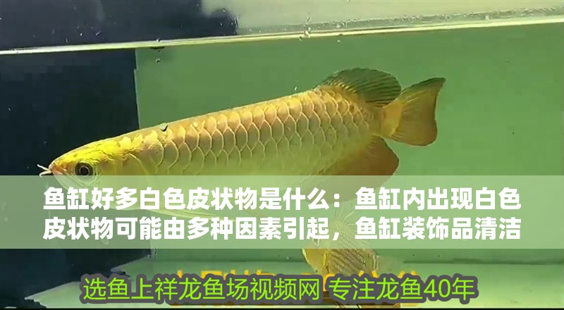 魚缸好多白色皮狀物是什么：魚缸內(nèi)出現(xiàn)白色皮狀物可能由多種因素引起，魚缸裝飾品清潔周期建議