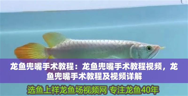 龍魚兜嘴手術教程：龍魚兜嘴手術教程視頻，龍魚兜嘴手術教程及視頻詳解