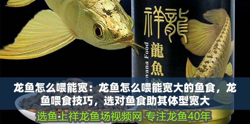龍魚怎么喂能寬：龍魚怎么喂能寬大的魚食，龍魚喂食技巧，選對(duì)魚食助其體型寬大