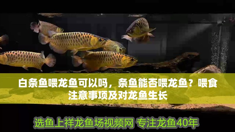白條魚喂龍魚可以嗎，條魚能否喂龍魚？喂食注意事項及對龍魚生長