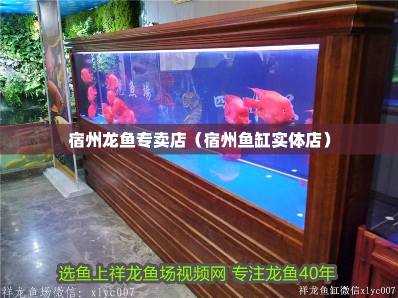<strong><mark>宿州</mark></strong>龍魚專賣店（<strong><mark>宿州</mark></strong>魚缸實體店）