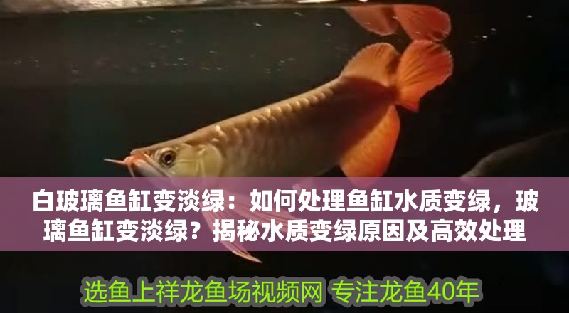 白玻璃魚缸變淡綠：如何處理魚缸水質變綠，玻璃魚缸變淡綠？揭秘水質變綠原因及高效處理方法