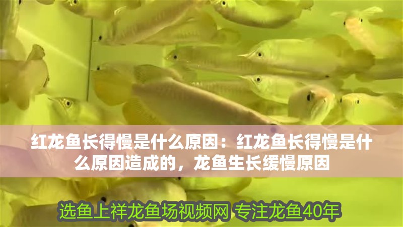 紅龍魚長得慢是什么原因：紅龍魚長得慢是什么原因造成的，龍魚生長緩慢原因