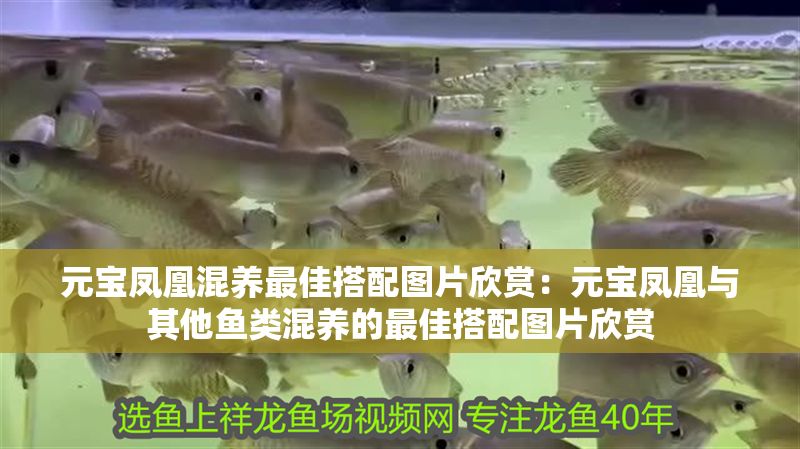 元寶鳳凰混養最佳搭配圖片欣賞：元寶鳳凰與其他魚類混養的最佳搭配圖片欣賞
