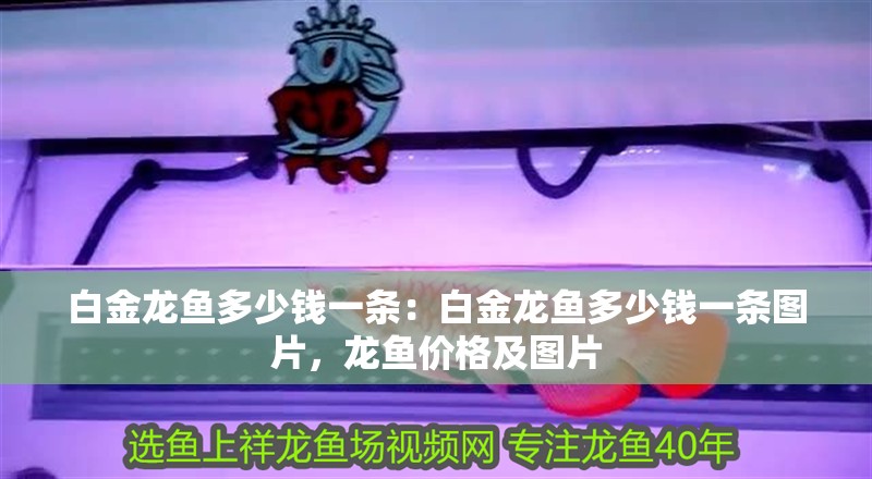 白金龍魚多少錢一條：白金龍魚多少錢一條圖片，龍魚價格及圖片