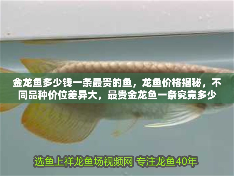 金龍魚多少錢一條最貴的魚，龍魚價格揭秘，不同品種價位差異大，最貴金龍魚一條究竟多少錢？