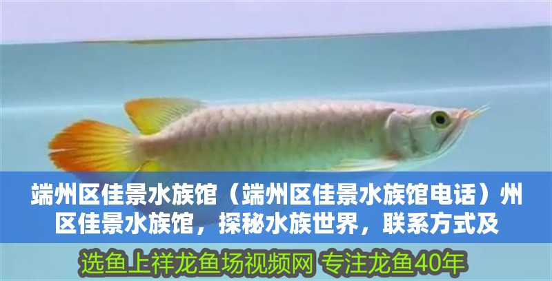 端州區佳景水族館（端州區佳景水族館電話）州區佳景水族館，探秘水族世界，聯系方式及