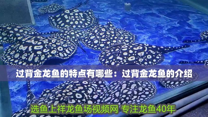 過背金龍魚的特點有哪些：過背金龍魚的介紹