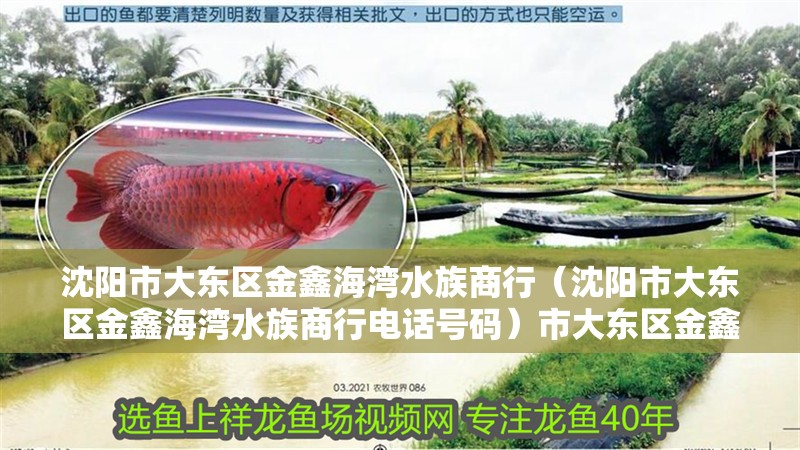沈陽市大東區金鑫海灣水族商行（沈陽市大東區金鑫海灣水族商行電話號碼）市大東區金鑫海灣水族商行詳情及電話號碼