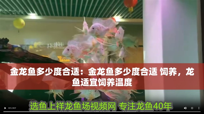 金龍魚多少度合適：金龍魚多少度合適 飼養，龍魚適宜飼養溫度