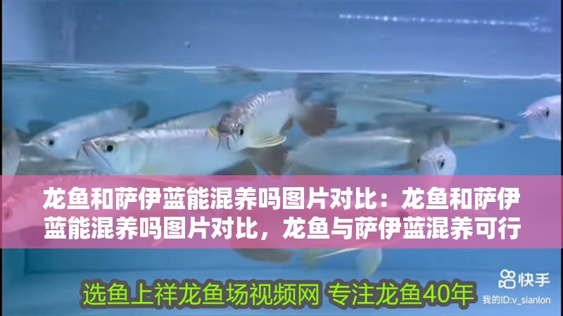 龍魚和薩伊藍能混養嗎圖片對比：龍魚和薩伊藍能混養嗎圖片對比，龍魚與薩伊藍混養可行性及外觀對比圖鑒
