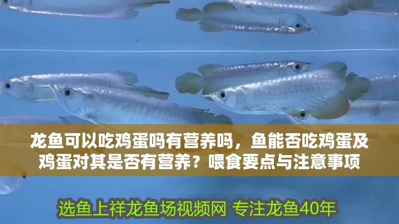 龍魚可以吃雞蛋嗎有營養嗎，魚能否吃雞蛋及雞蛋對其是否有營養？喂食要點與注意事項