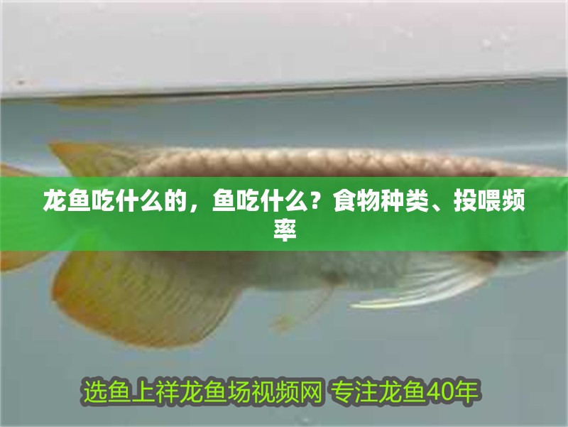 龍魚吃什么的，魚吃什么？食物種類、投喂頻率