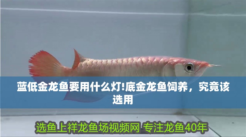 藍低金龍魚要用什么燈!底金龍魚飼養，究竟該選用