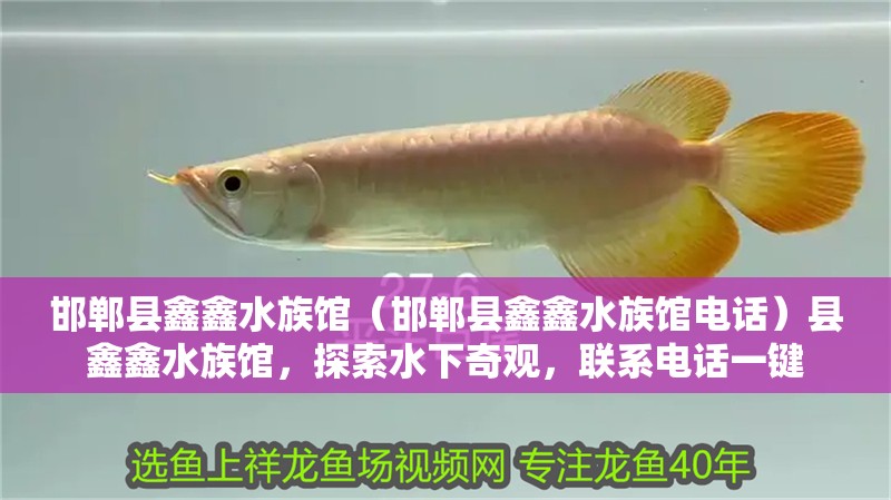 邯鄲縣鑫鑫水族館（邯鄲縣鑫鑫水族館電話）縣鑫鑫水族館，探索水下奇觀，聯(lián)系電話一鍵