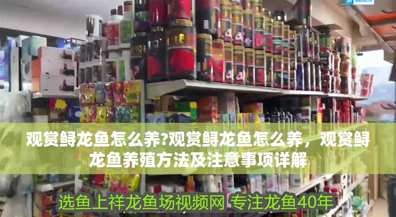 觀賞鱘龍魚怎么養?觀賞鱘龍魚怎么養，觀賞鱘龍魚養殖方法及注意事項詳解