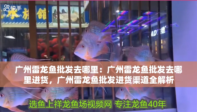 廣州雷龍魚批發去哪里：廣州雷龍魚批發去哪里進貨，廣州雷龍魚批發進貨渠道全解析