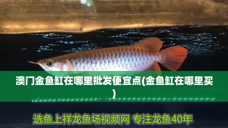 澳門(mén)金魚(yú)缸在哪里批發(fā)便宜點(diǎn)(金魚(yú)缸在哪里買(mǎi))